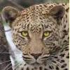 Leopard in Namibia